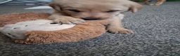 Labrador Retriever dogs for sale: Fox red Labrador puppies  in Crieff - Advert 6