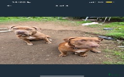 Mixed Breed dogs for sale: mastiff x staffy puppy - Advert 2