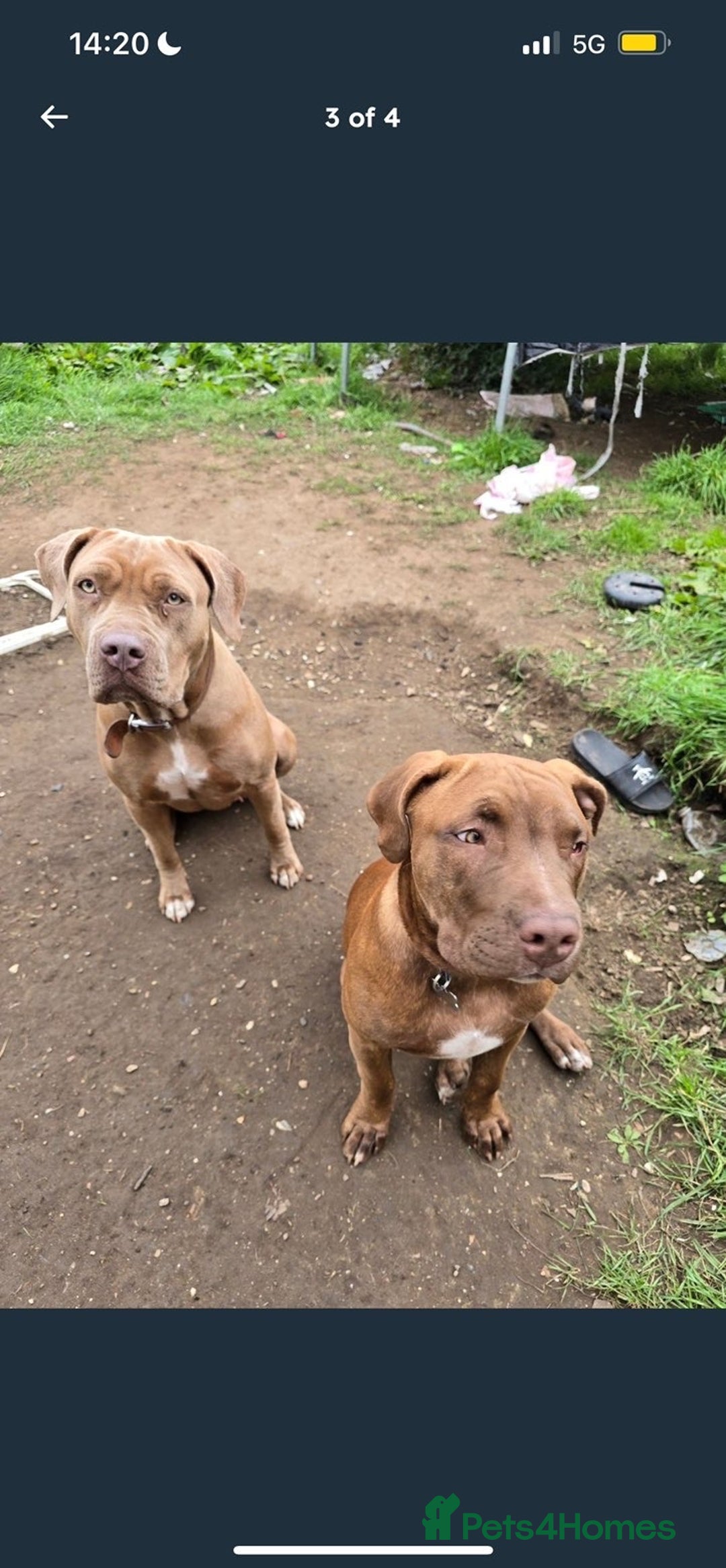 Mixed Breed dogs for sale: mastiff x staffy puppy - Advert 2