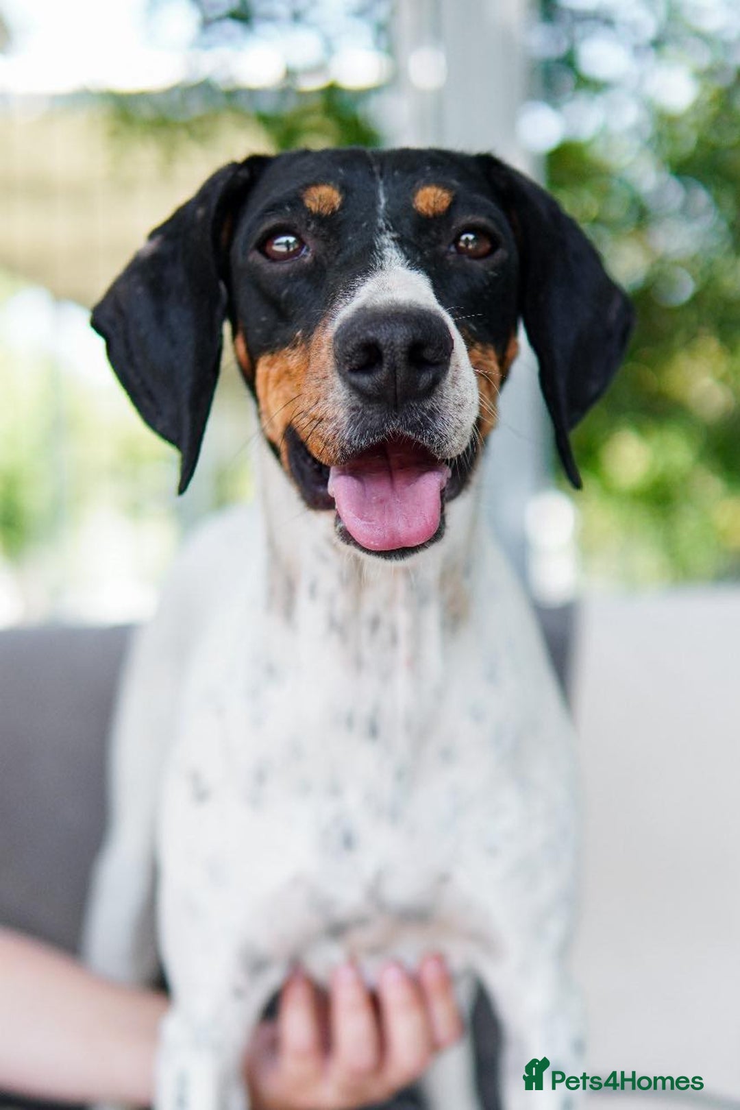 Mixed Breed dogs for adoption: Betty – 3 years old, female, Mixed Breed   - Advert 1