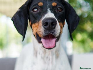 Mixed Breed dogs Betty – 3 years old, female, Mixed Breed - Advert 22