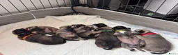 Pug dogs for sale: Kc registered pug puppies  in Plymouth - Advert 2