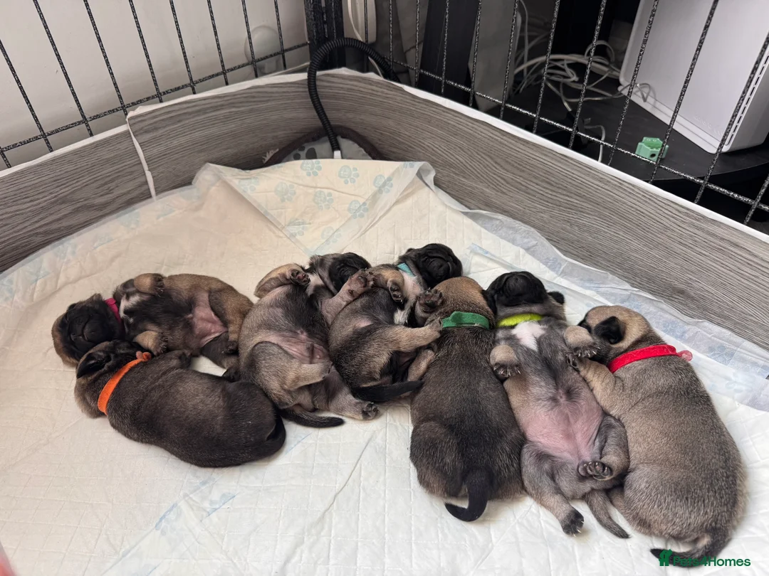 Pug dogs for sale: Kc registered pug puppies  in Plymouth - Advert 2
