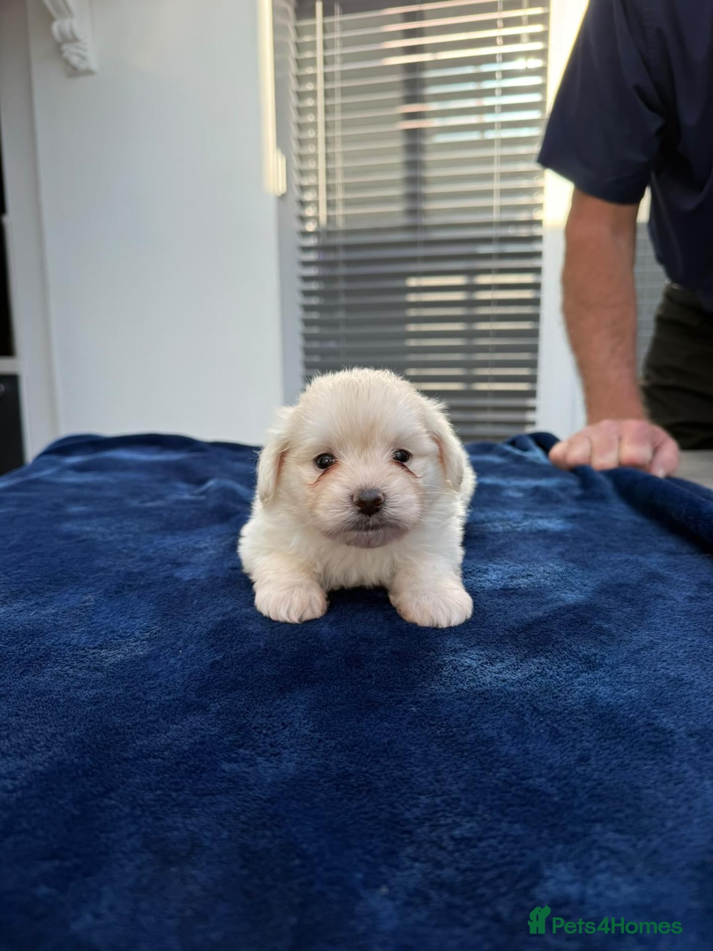 Maltipom dogs Multipom for Sale - Last One.. - Advert 9