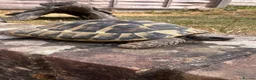 Tortoise reptiles for sale: Male Herman 10 years old Rio - Advert 3
