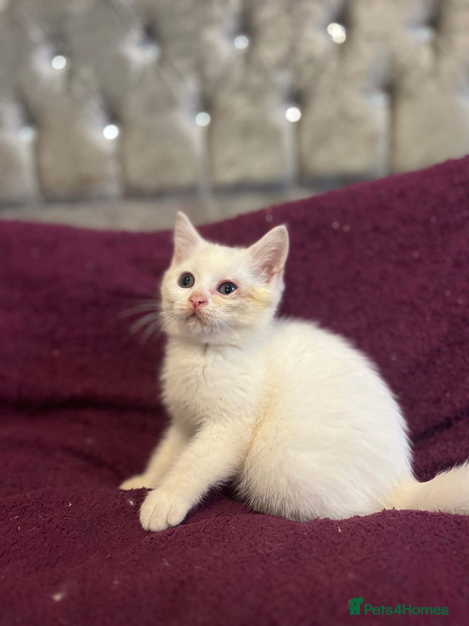 British Shorthair cats Gccf British Shorthair kittens  - Advert 2