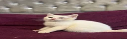 British Shorthair cats for sale: Gccf British Shorthair kittens  - Advert 5