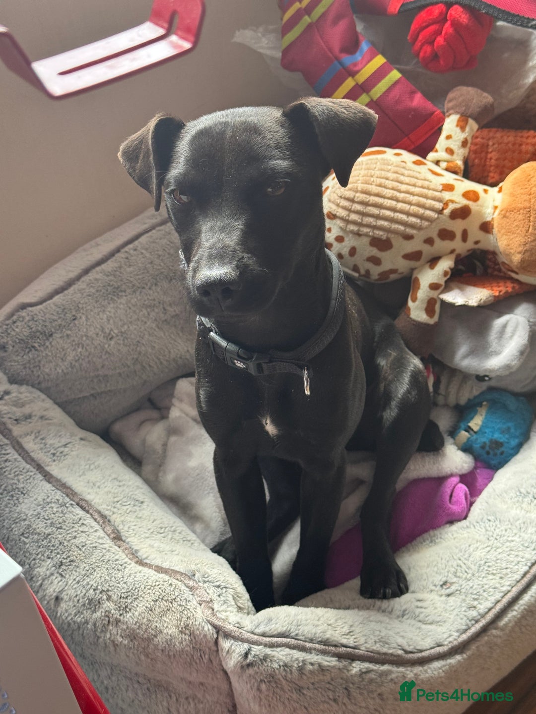 Patterdale Terrier dogs for sale: Female patterdale pup - Image 2