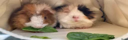 Guinea Pig rodents for sale: Bonded teddy x Abyssinian males - Advert 18