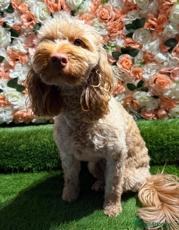 Cockapoo dogs F1 mini Cockapoo 💖 apricot spayed - Advert 3