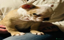 English Bulldog dogs for sale: Beautiful girl English bulldog - Image 4