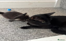 Mixed Breed cats for sale: 2 female kittens for sale! - Image 8