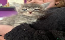 Siberian cats for sale: Beautiful Siberian/Norwegian mix kittens - Image 13
