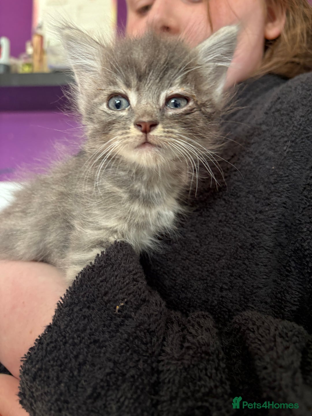 Siberian cats for sale: Beautiful Siberian/Norwegian mix kittens - Image 13