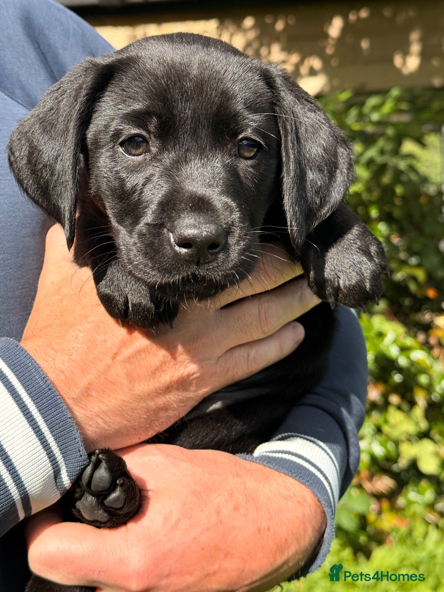 Labrador Retriever dogs Beautiful Working Labrador Puppies ready now! - Advert 1