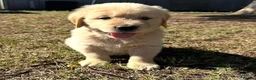 Golden Retriever dogs for sale: Golden Retriever puppies in Winchester - Advert 4