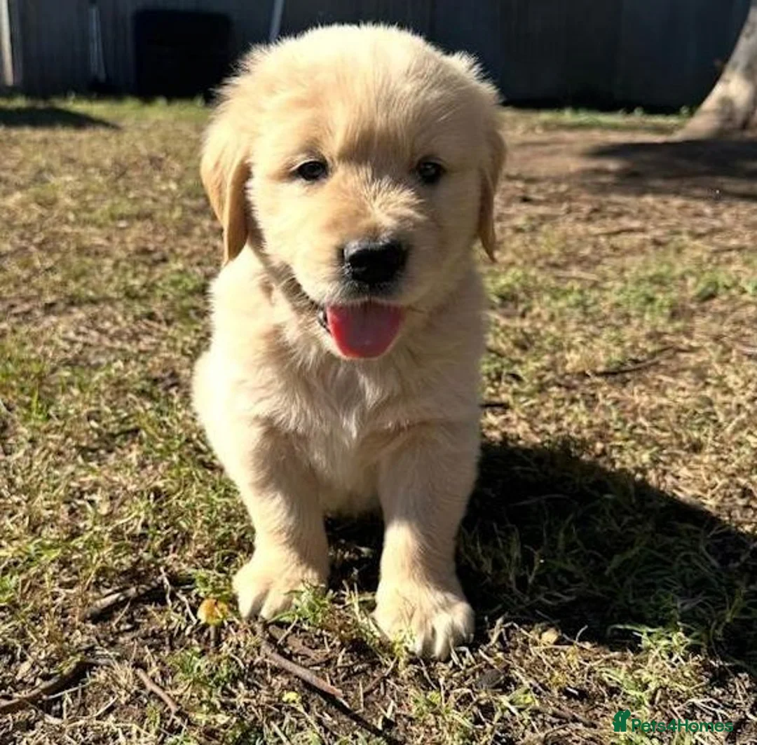 Golden Retriever dogs for sale: Golden Retriever puppies in Winchester - Advert 4