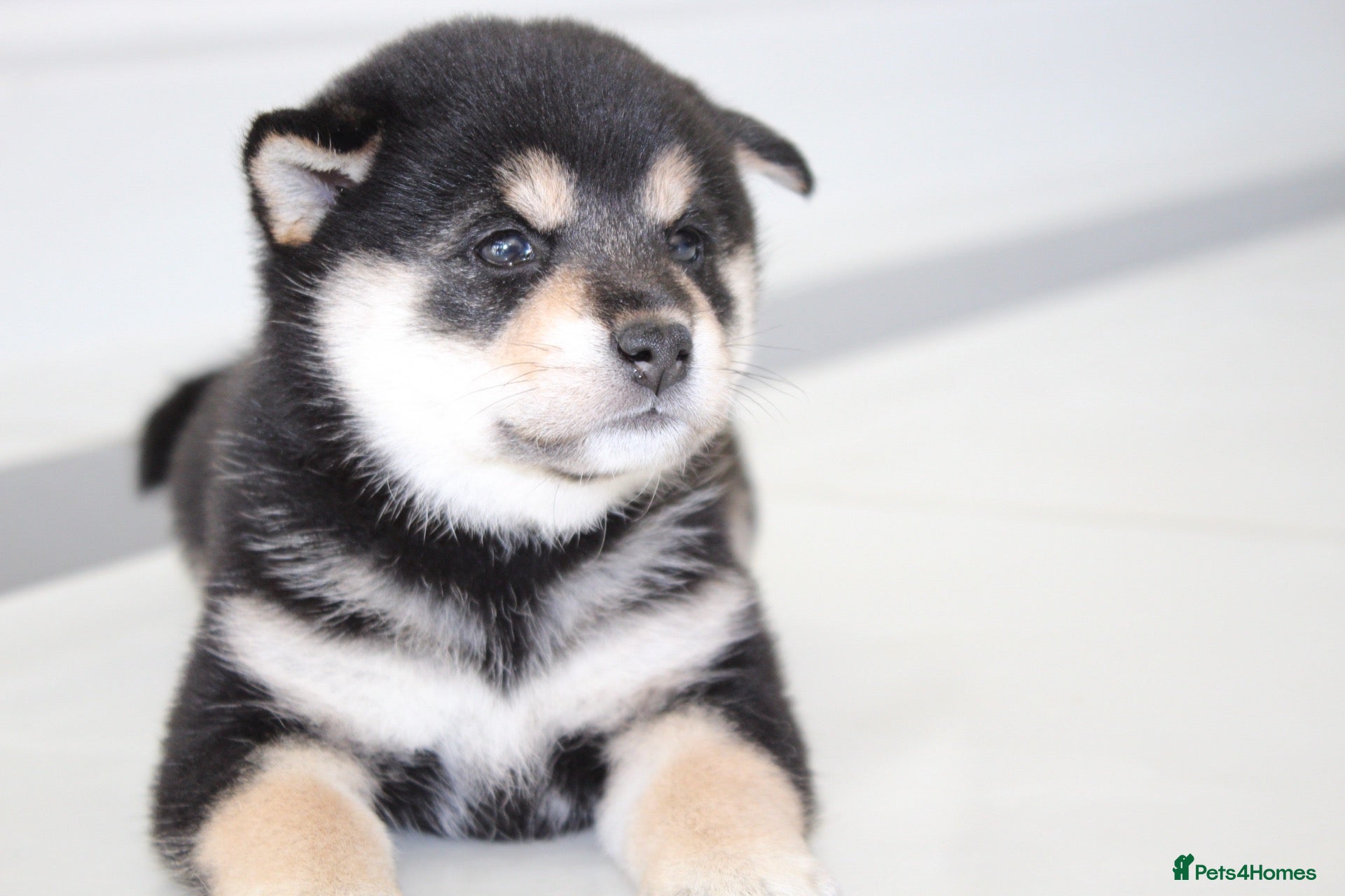 Japanese Shiba Inu dogs for sale: EXCEPTIONAL SHIBA INU PUPPIES OUTSTANDING QUALITY - Advert 15