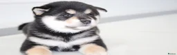 Japanese Shiba Inu dogs for sale: EXCEPTIONAL SHIBA INU PUPPIES OUTSTANDING QUALITY - Advert 7
