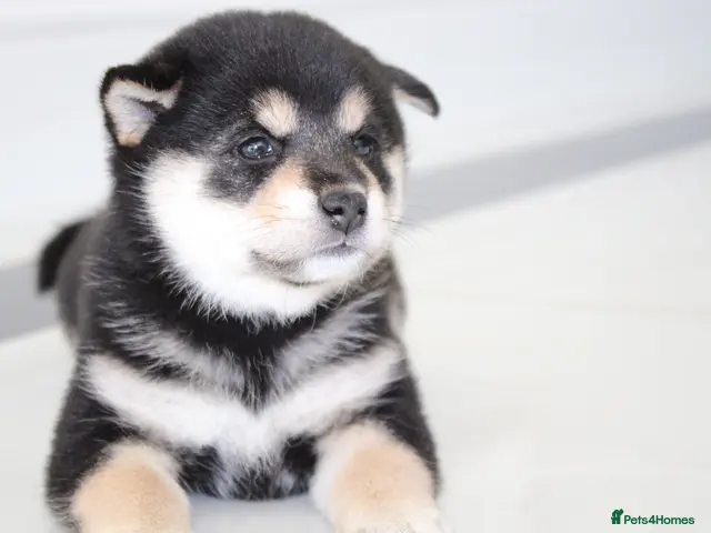 Japanese Shiba Inu dogs for sale: EXCEPTIONAL SHIBA INU PUPPIES OUTSTANDING QUALITY - Advert 15