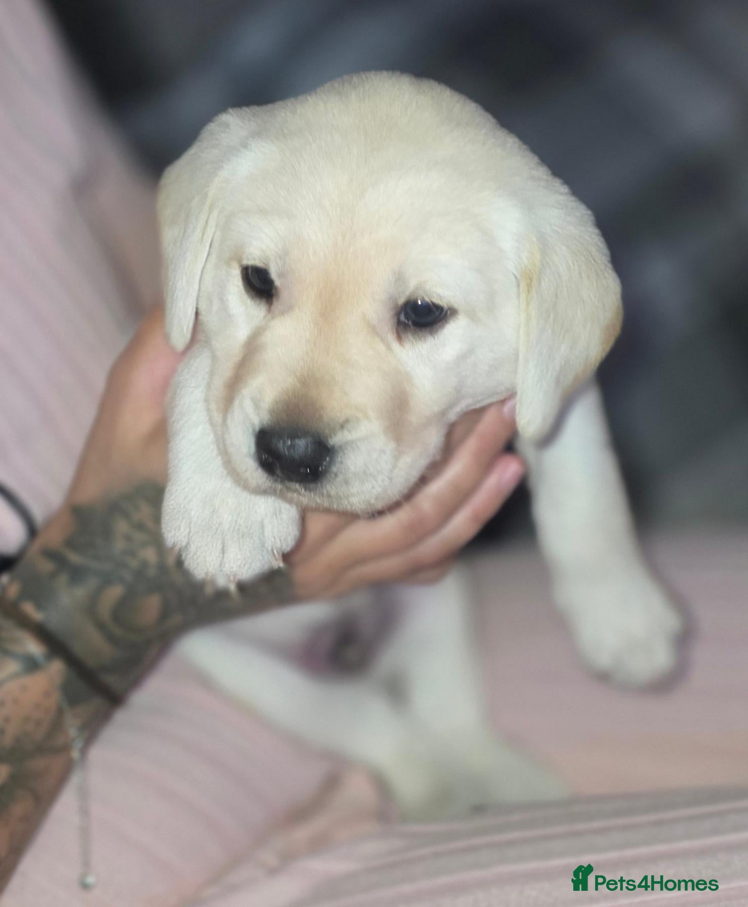 Labrador Retriever dogs Maggies beautiful pups, only 1 boy left 🤎 - Advert 2