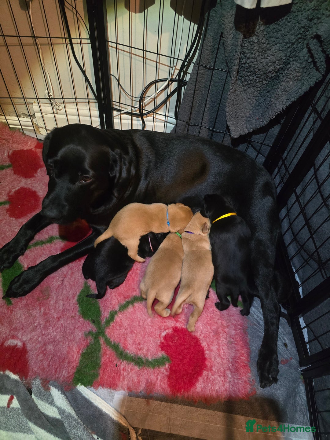 Labrador Retriever dogs for sale: KC Registered Labrador Puppies. - Advert 16