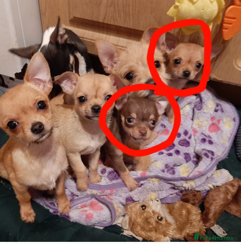 Chihuahua dogs Two beautiful girls left. - Advert 2