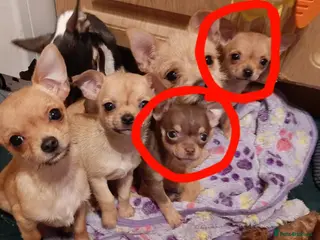 Chihuahua dogs Two beautiful girls left. - Advert 2
