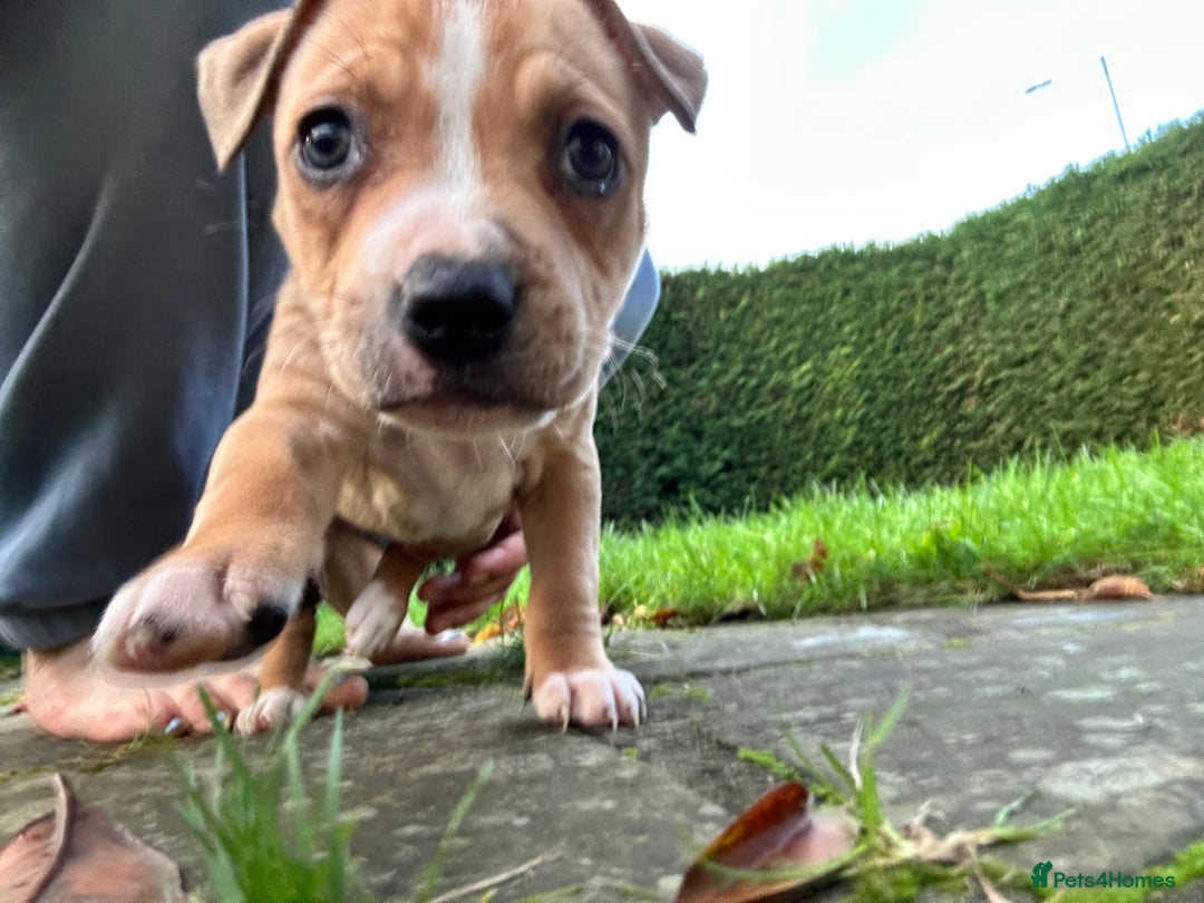 Mixed Breed dogs for sale: Gorgeous Female Puppy For Sale - Advert 5