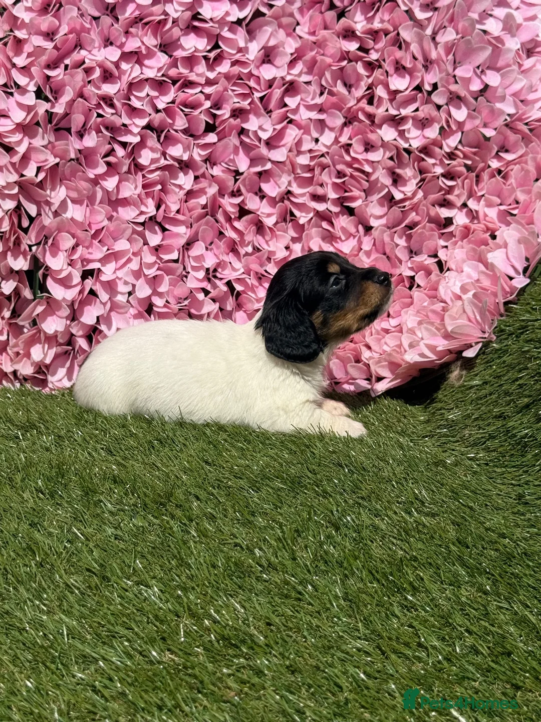 Miniature Dachshund dogs for sale: Miniature Daschund  in Cardiff - Advert 1