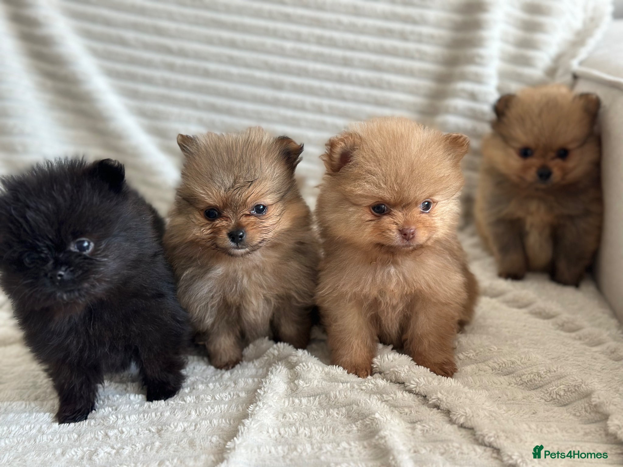 Pomeranian dogs 4 stunning KC Pomeranian puppies🐻 READY SOON🩵🩷 - Advert 6