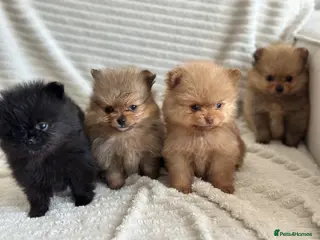 Pomeranian dogs 4 stunning KC Pomeranian puppies🐻 READY SOON🩵🩷 - Advert 6