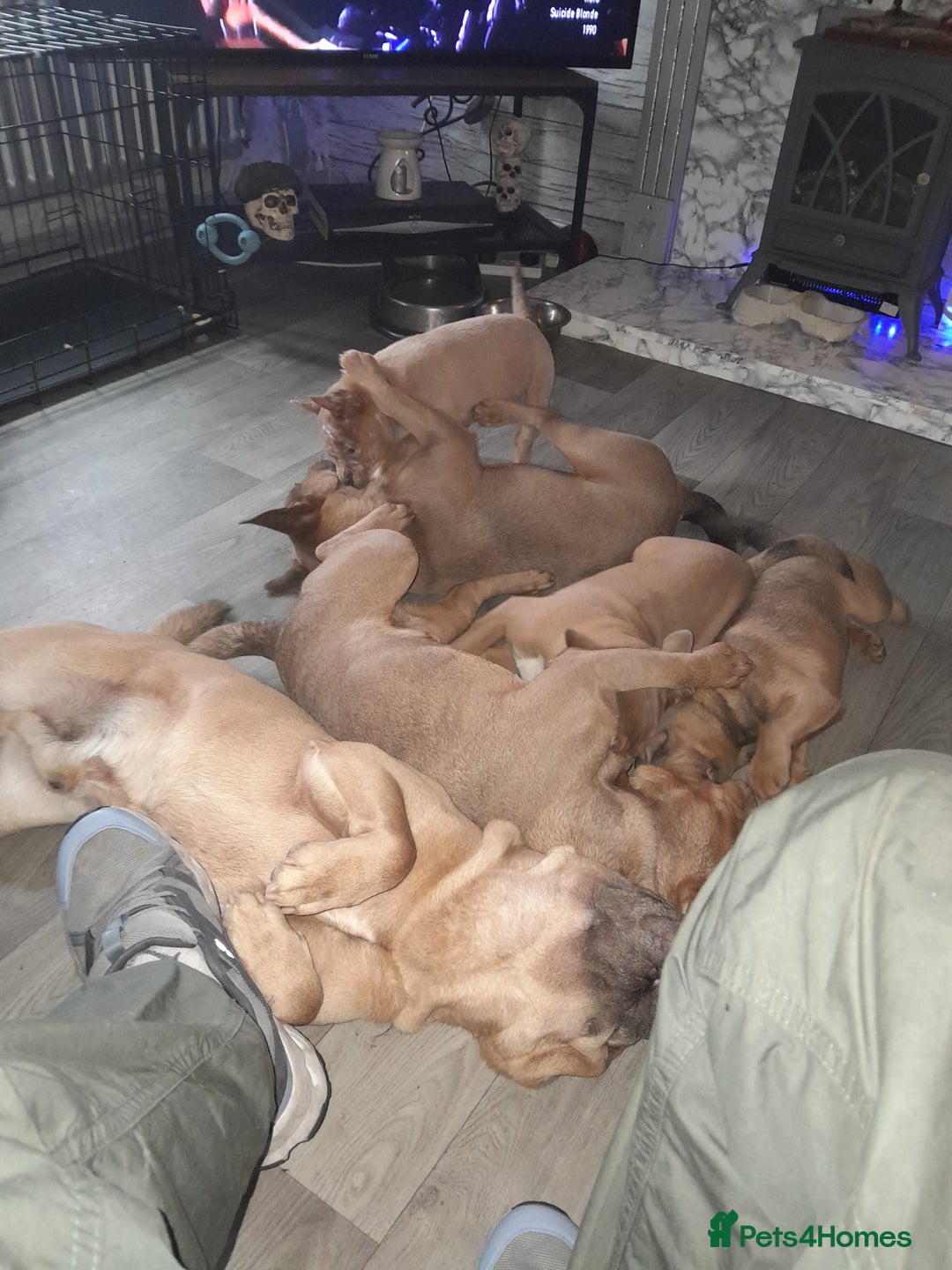 Mixed Breed dogs for sale: French bulldog X - Image 14
