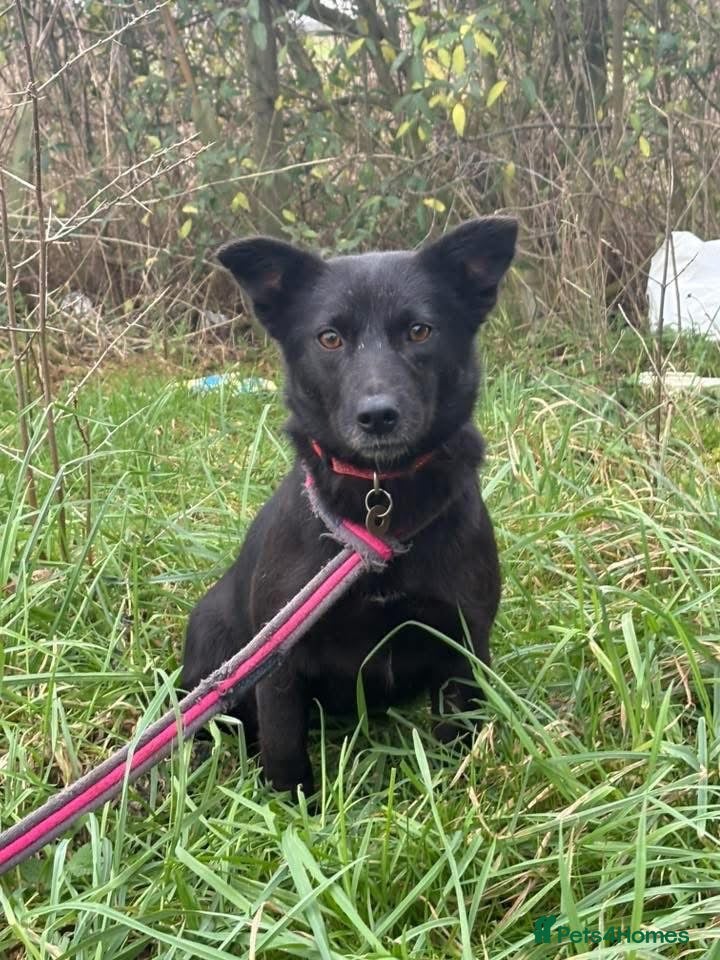 Mixed Breed dogs Melody - Norwich Norfolk  - Advert 2