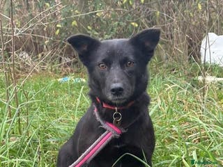 Mixed Breed dogs Melody - Norwich Norfolk - Advert 1