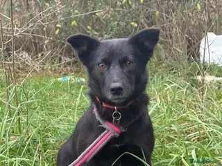 Mixed Breed dogs Melody - Norwich Norfolk - Advert 16