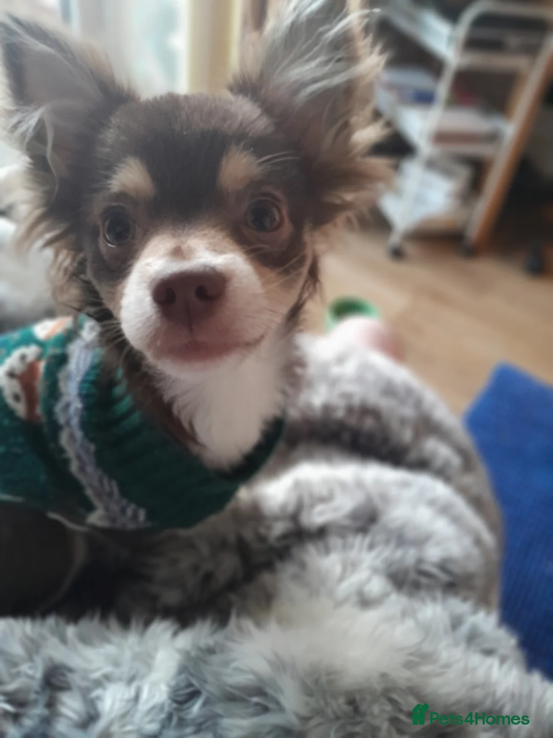 Chihuahua dogs for sale: Chocolate male chihuahua  in Market Rasen - Advert 1