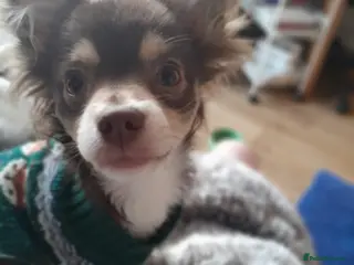 Chihuahua dogs Chocolate male chihuahua in Market Rasen - Advert 6