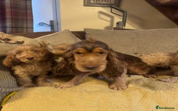 Cockapoo dogs for sale: 🐶 F1 Cockerpoo Puppies 🐶 - Image 9