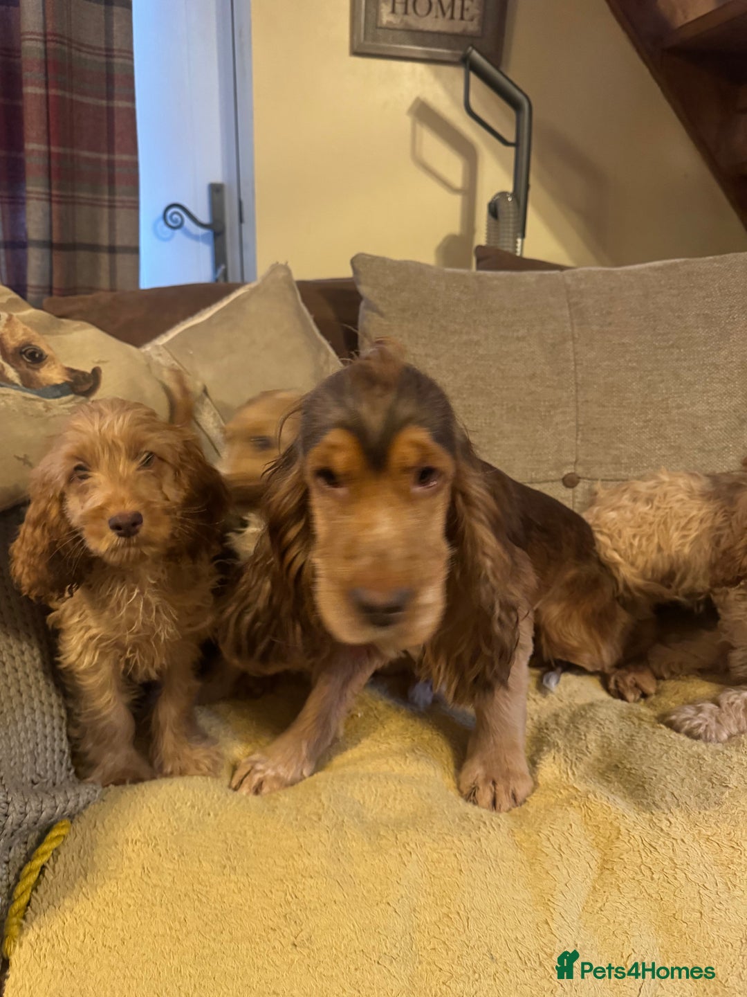 Cockapoo dogs for sale: 🐶 F1 Cockerpoo Puppies 🐶 - Image 9