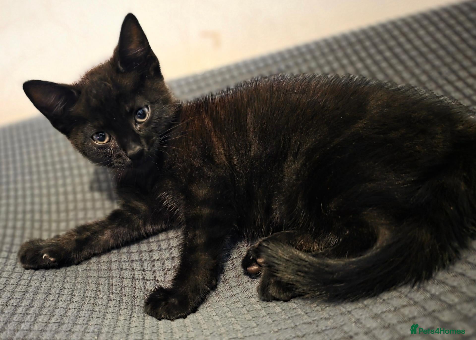 Mixed Breed cats 1 beautiful kitten left - Advert 1