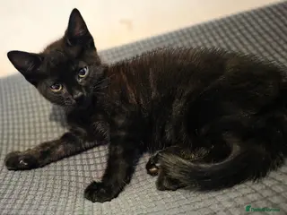 Mixed Breed cats 1 beautiful kitten left - Advert 1
