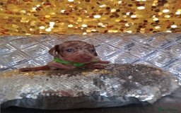 Miniature Dachshund dogs for sale: 7 MINIATURE DUSCHUND PUPPIES 🐶  - Image 20