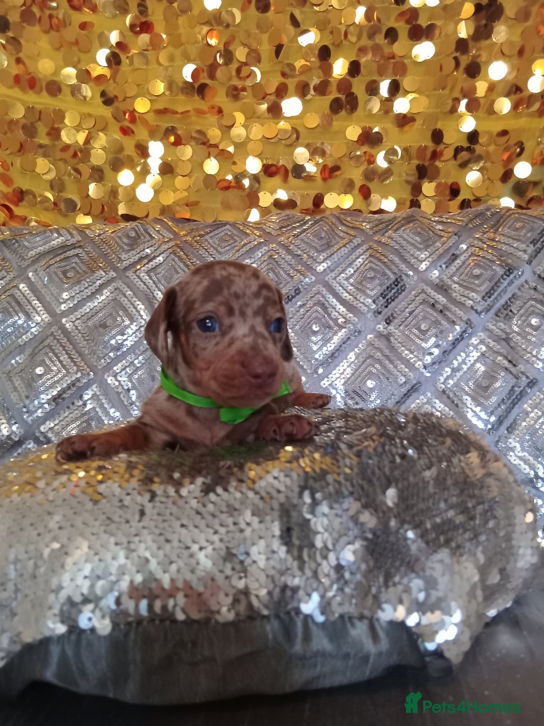 Miniature Dachshund dogs for sale: 7 MINIATURE DUSCHUND PUPPIES 🐶  - Image 20