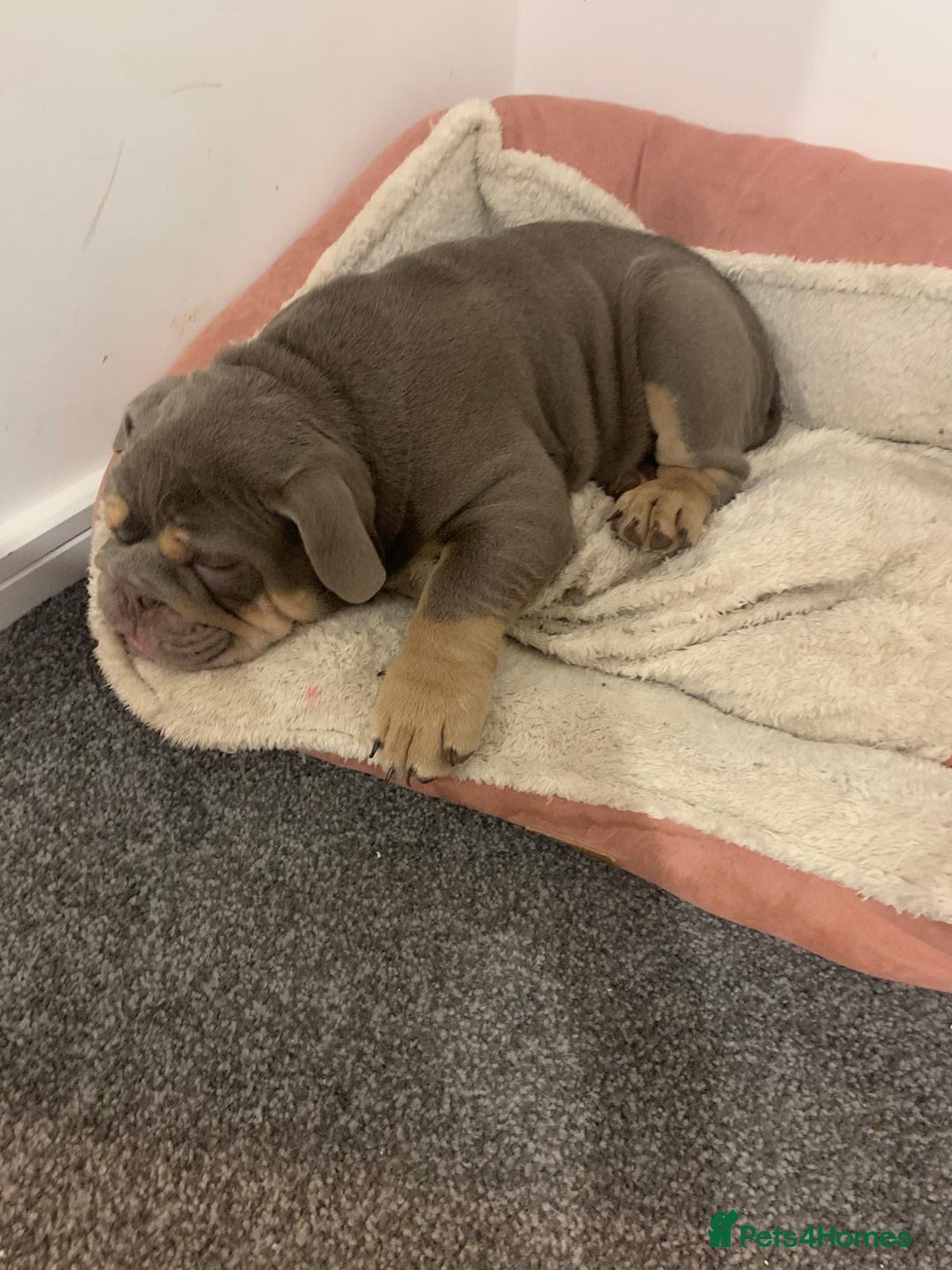 English Bulldog dogs for sale: Adorable Male KC Registered Bulldog Puppy  - Advert 3