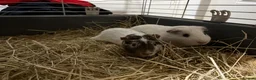 Guinea Pig rodents for sale: Guinea pig boars  - Advert 7
