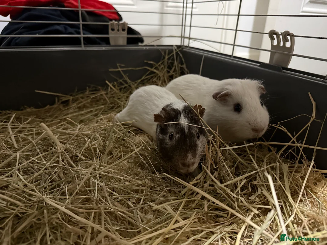 Guinea Pig rodents for sale: Guinea pig boars  - Advert 7