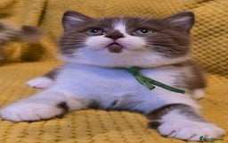 British Shorthair cats for sale: Pedigree, British Shorthair, TICA reg kittens - Image 20
