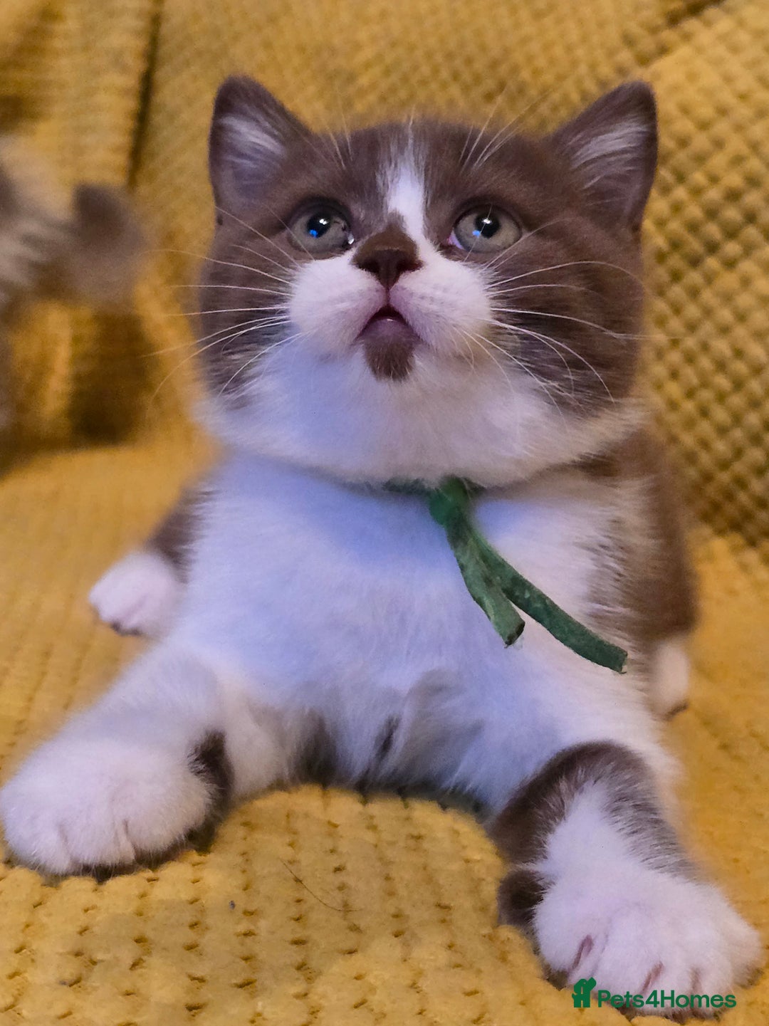 British Shorthair cats for sale: Pedigree, British Shorthair, TICA reg kittens - Image 20