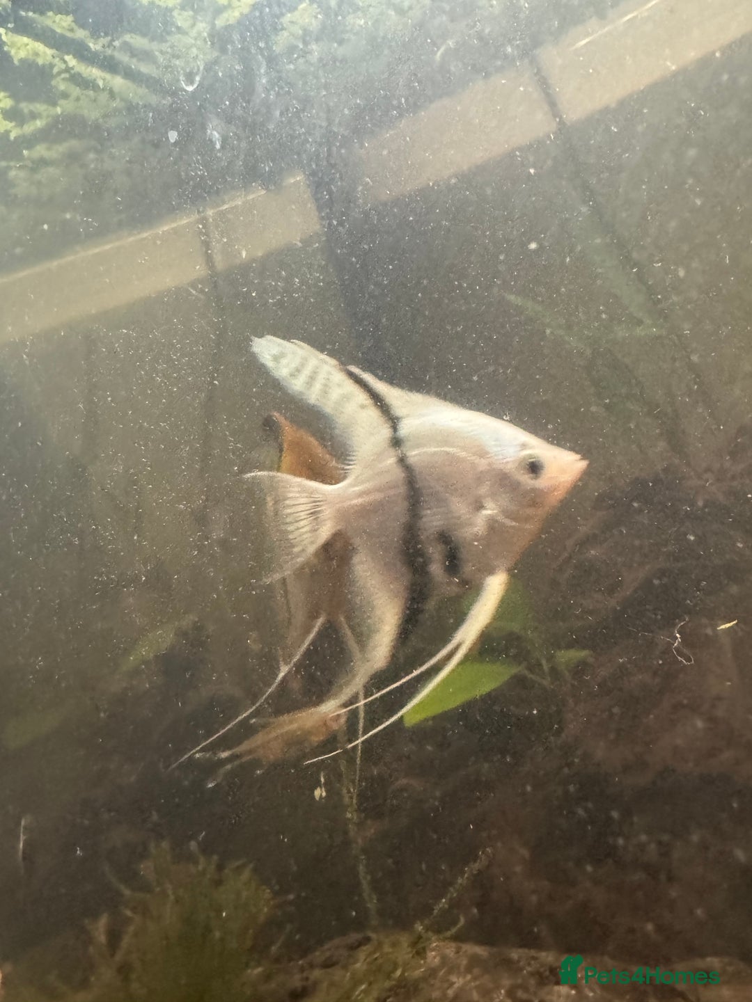 Bettas fish for sale: 8 Angelfish 1 female Betta  - Advert 10